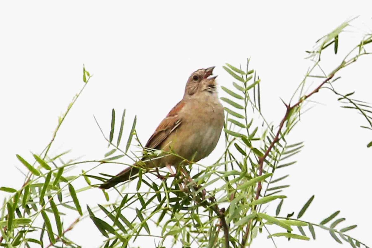 Botteri's Sparrow - ML619544984