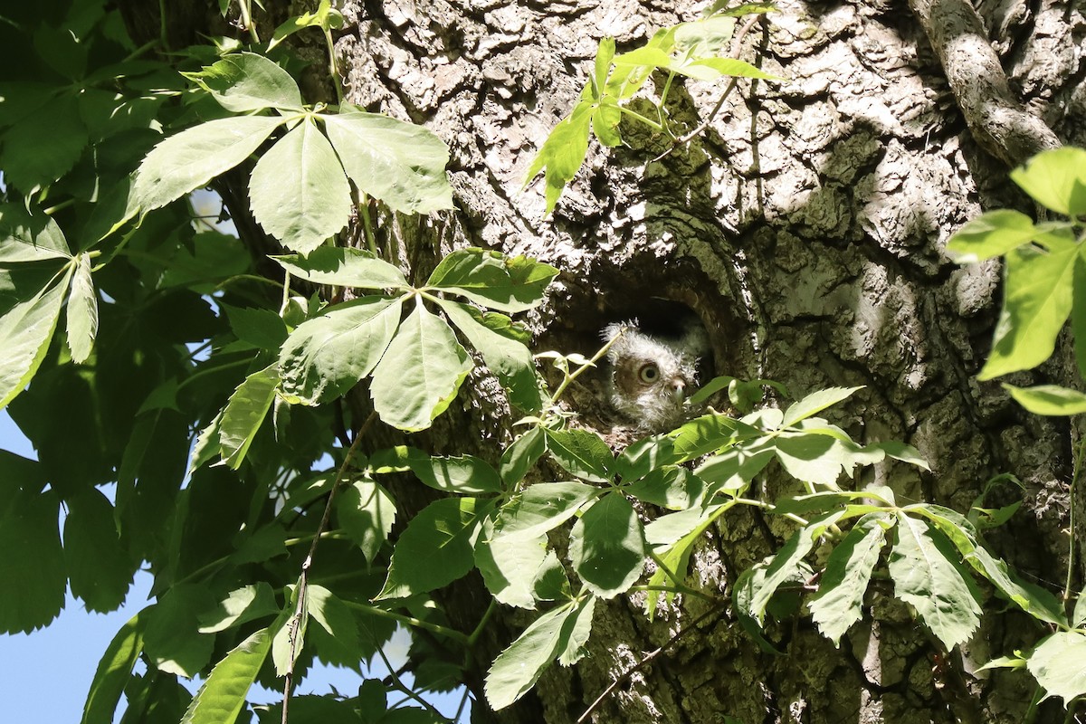 Eastern Screech-Owl - Fred Grenier