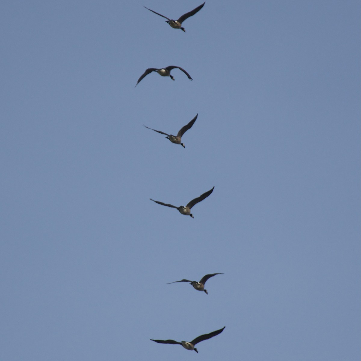 Canada Goose - C.H. Wood