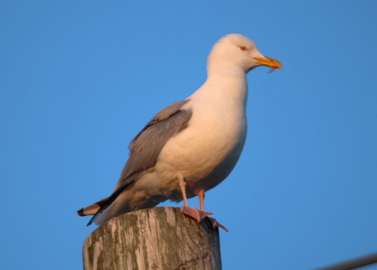 Herring Gull - Alan Shapiro