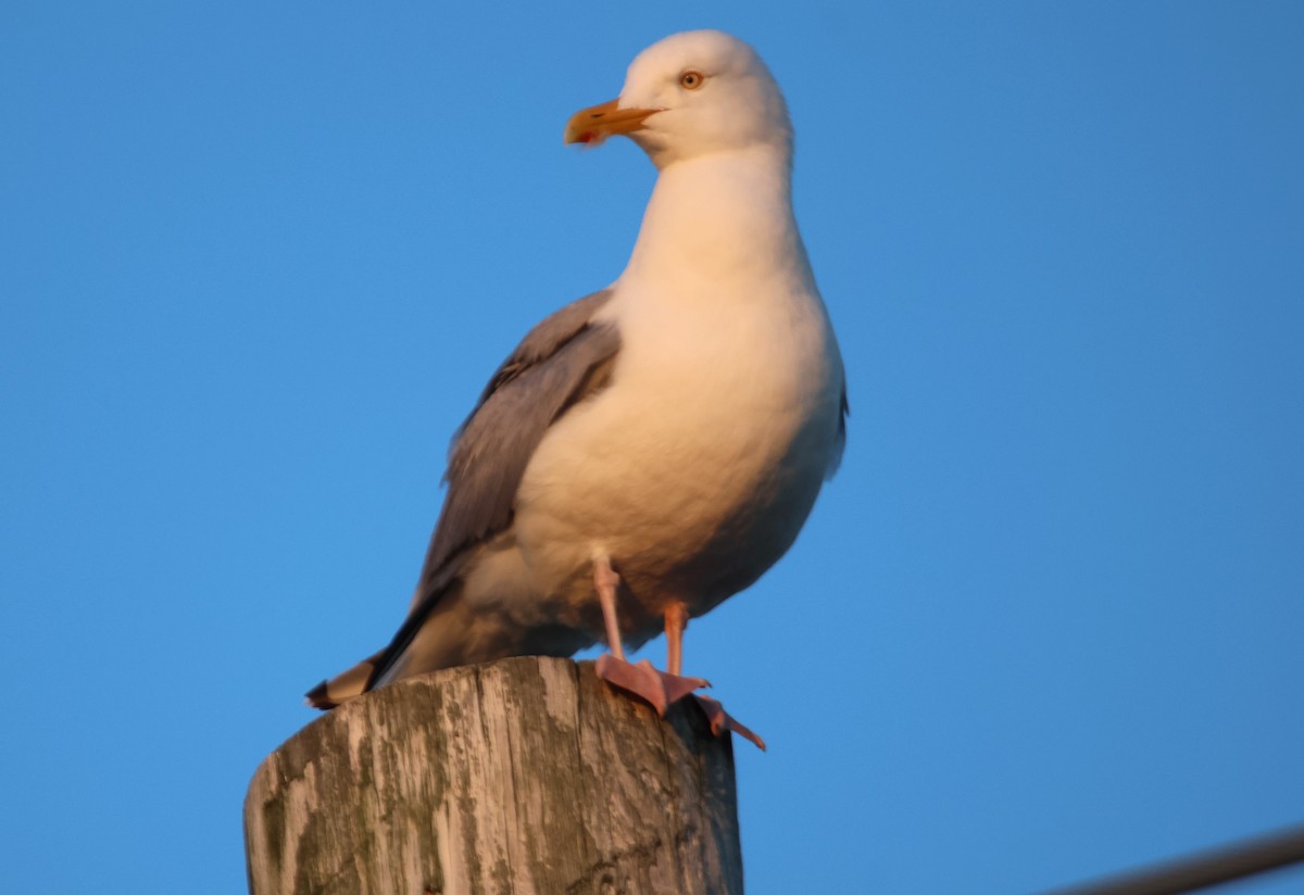 Herring Gull - ML619544996