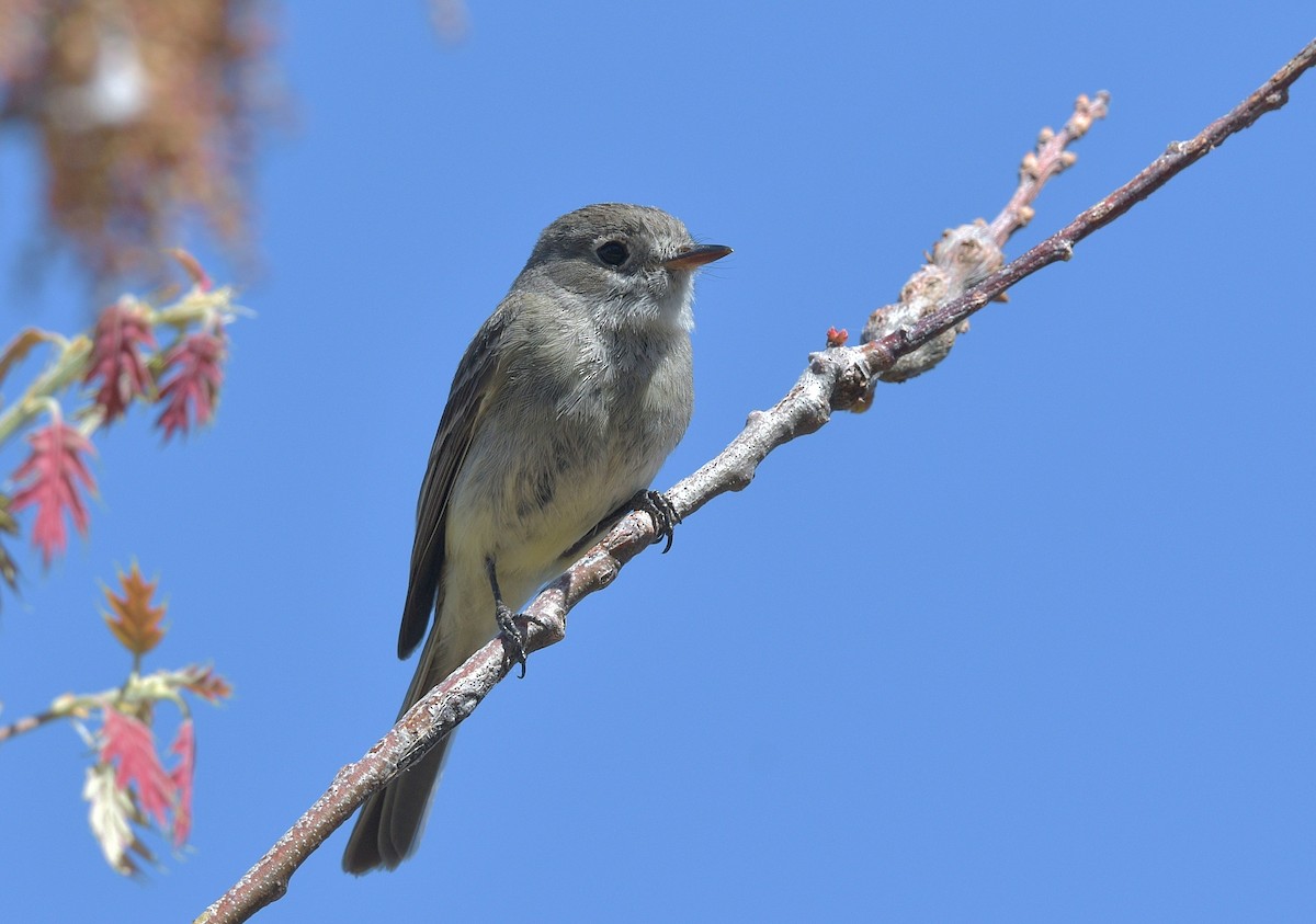 Dusky Flycatcher - Gary Charlton