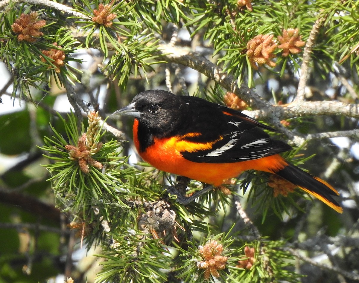 Baltimore Oriole - Alexa Veenema