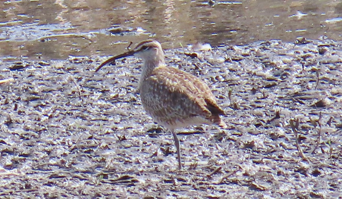 Whimbrel - Merri R