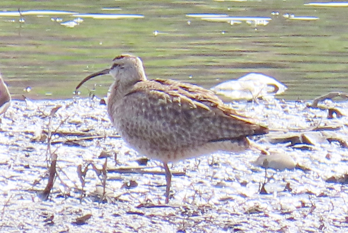 Whimbrel - Merri R