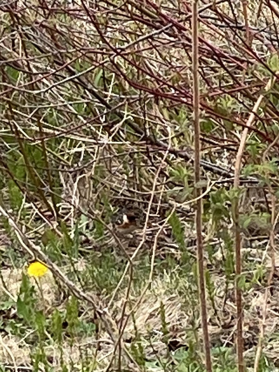 Bay-breasted Warbler - Jean-Raymond  Lepage