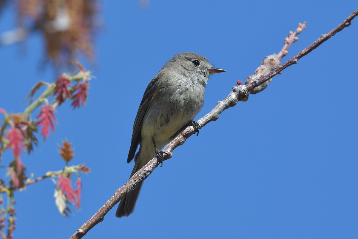 Dusky Flycatcher - Gary Charlton