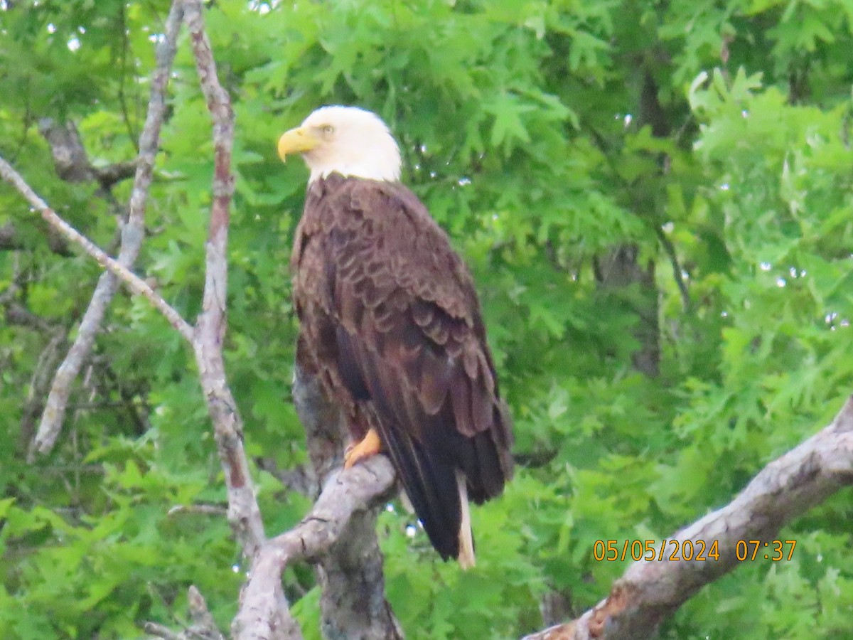 Bald Eagle - Patricia Ayres