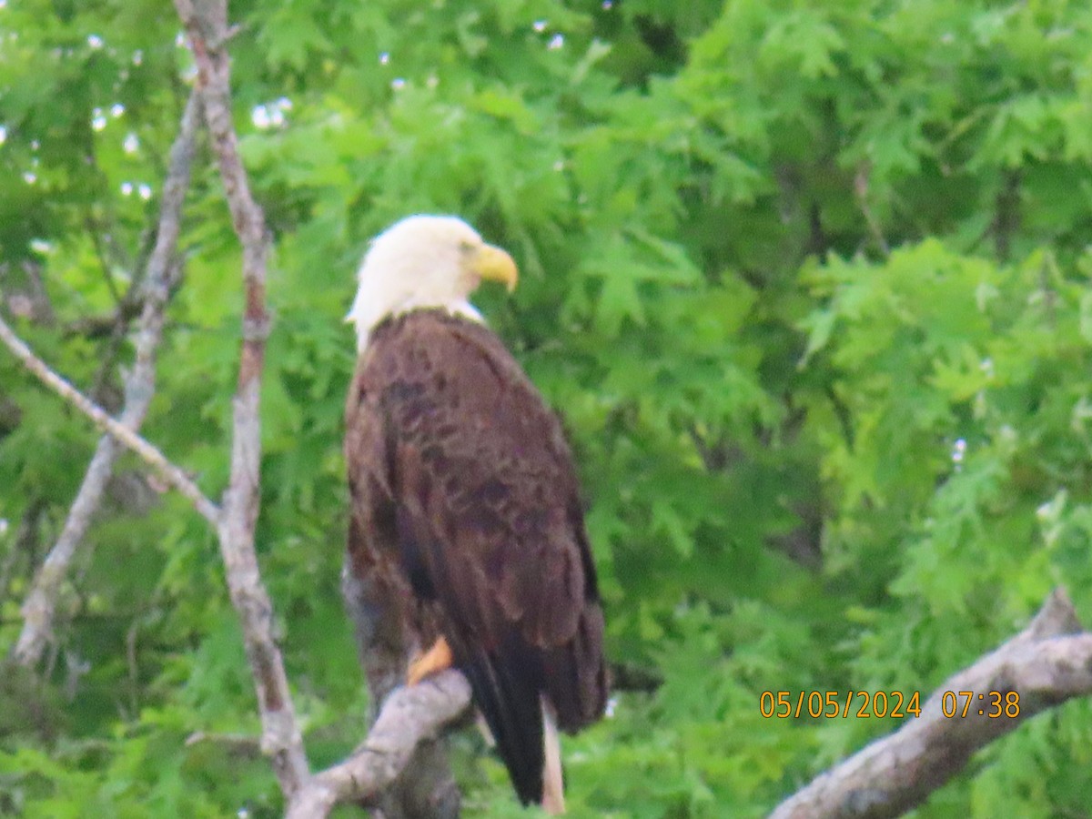 Bald Eagle - Patricia Ayres