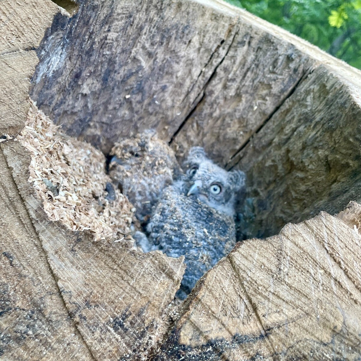 Eastern Screech-Owl - Daphne Walmer