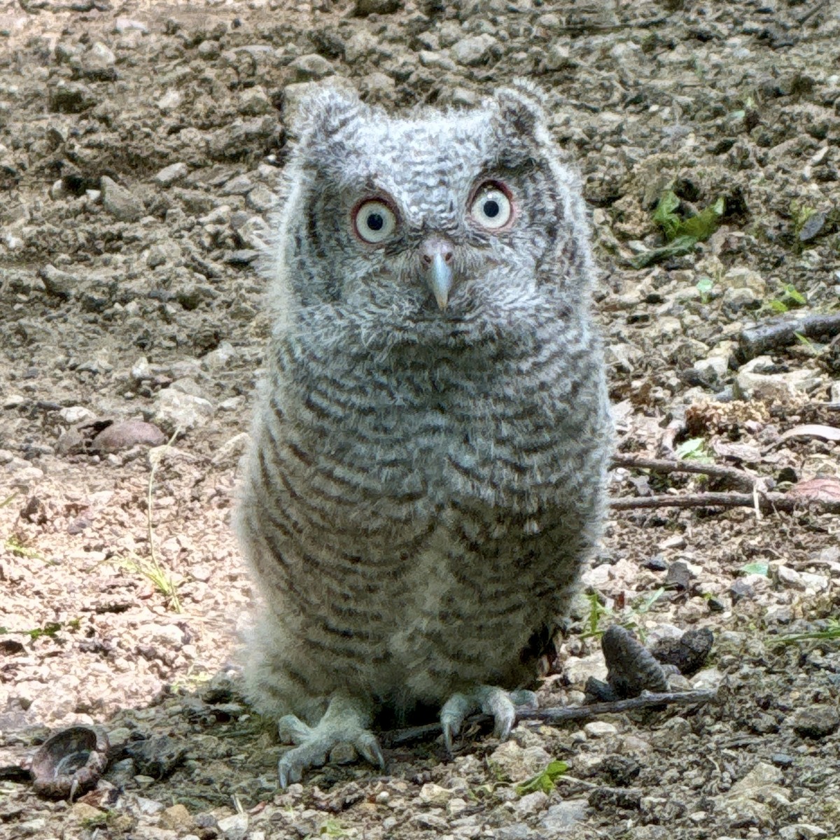 Eastern Screech-Owl - Daphne Walmer