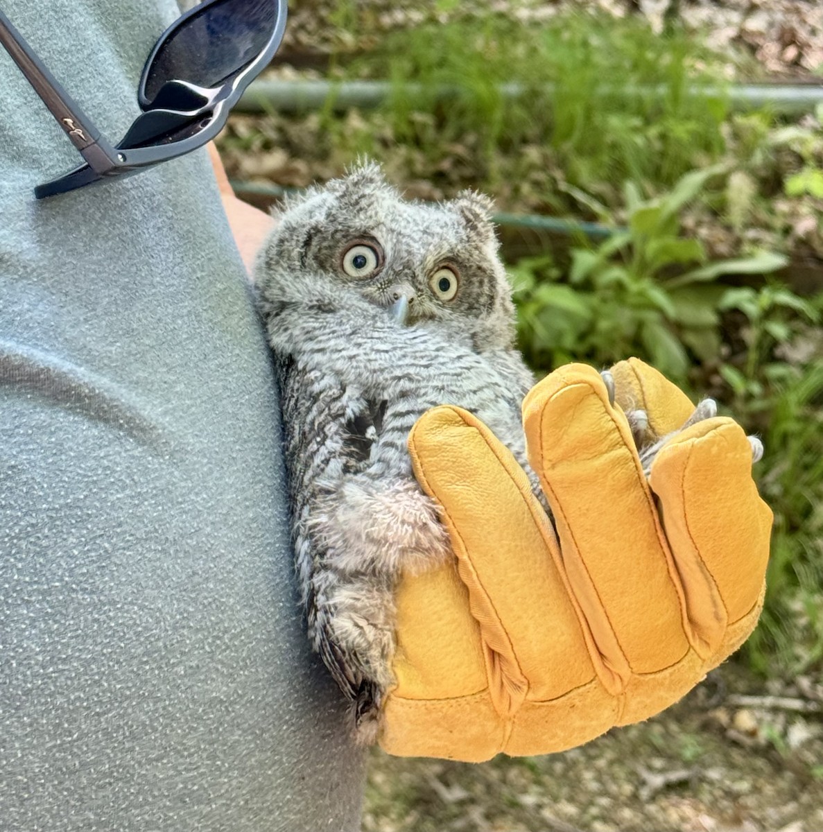 Eastern Screech-Owl - Daphne Walmer