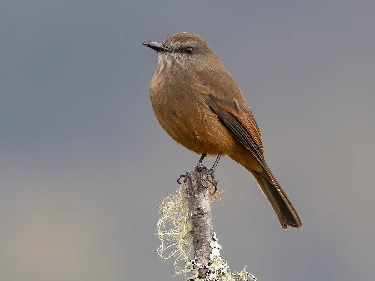 Santa Marta Bush-Tyrant - Myiotheretes pernix - Birds of the World