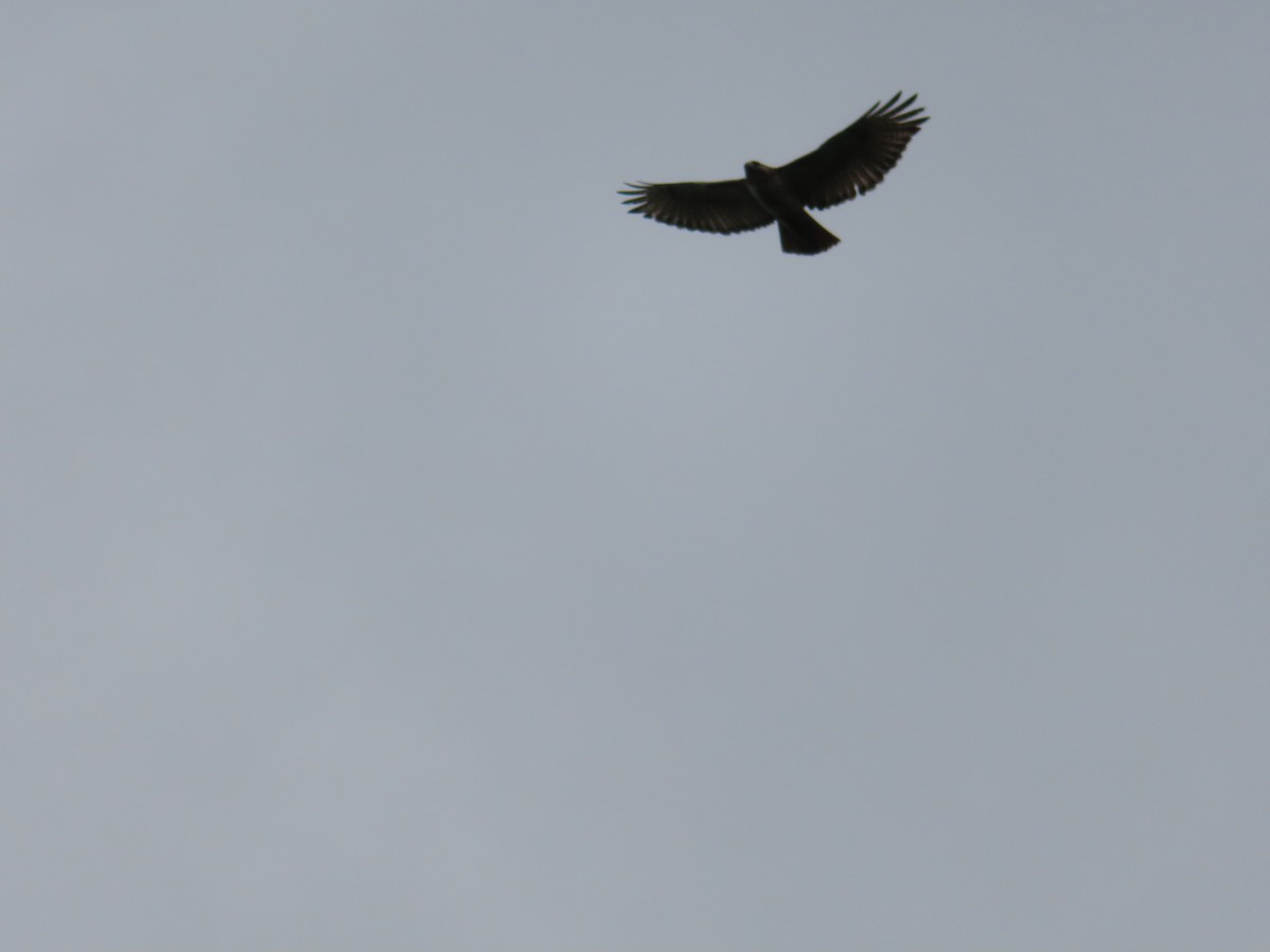 Red-tailed Hawk - Notrab Elliott