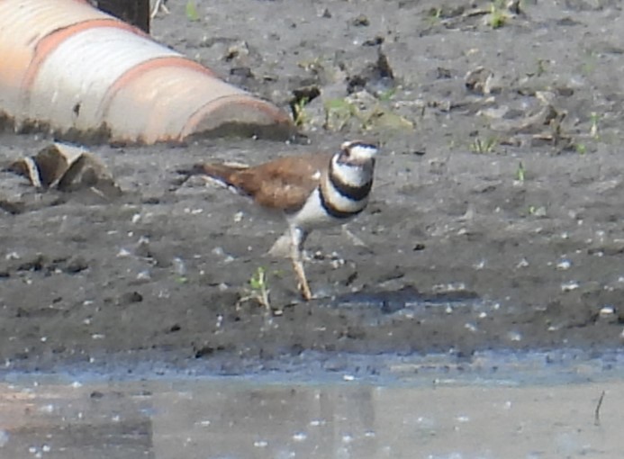 Killdeer - Scott Weaver