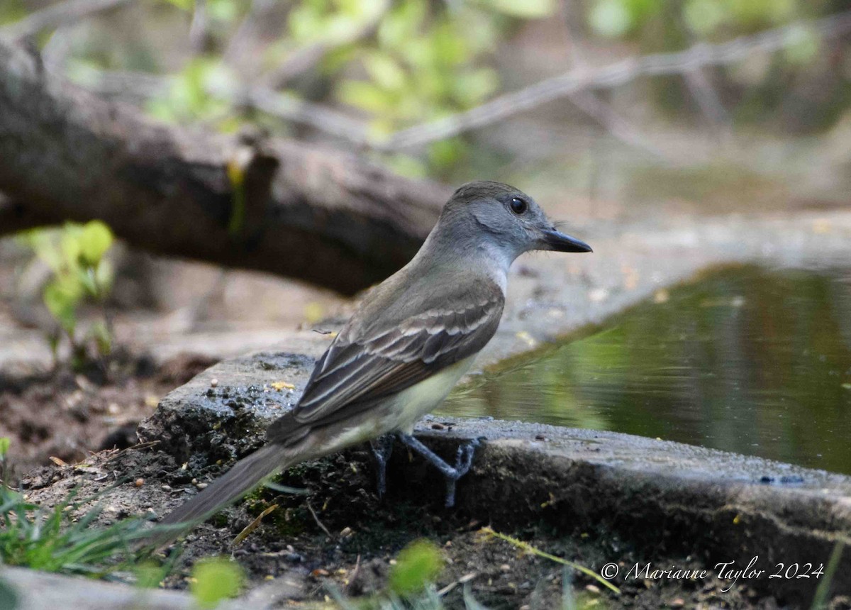 Brown-crested Flycatcher - Marianne Taylor