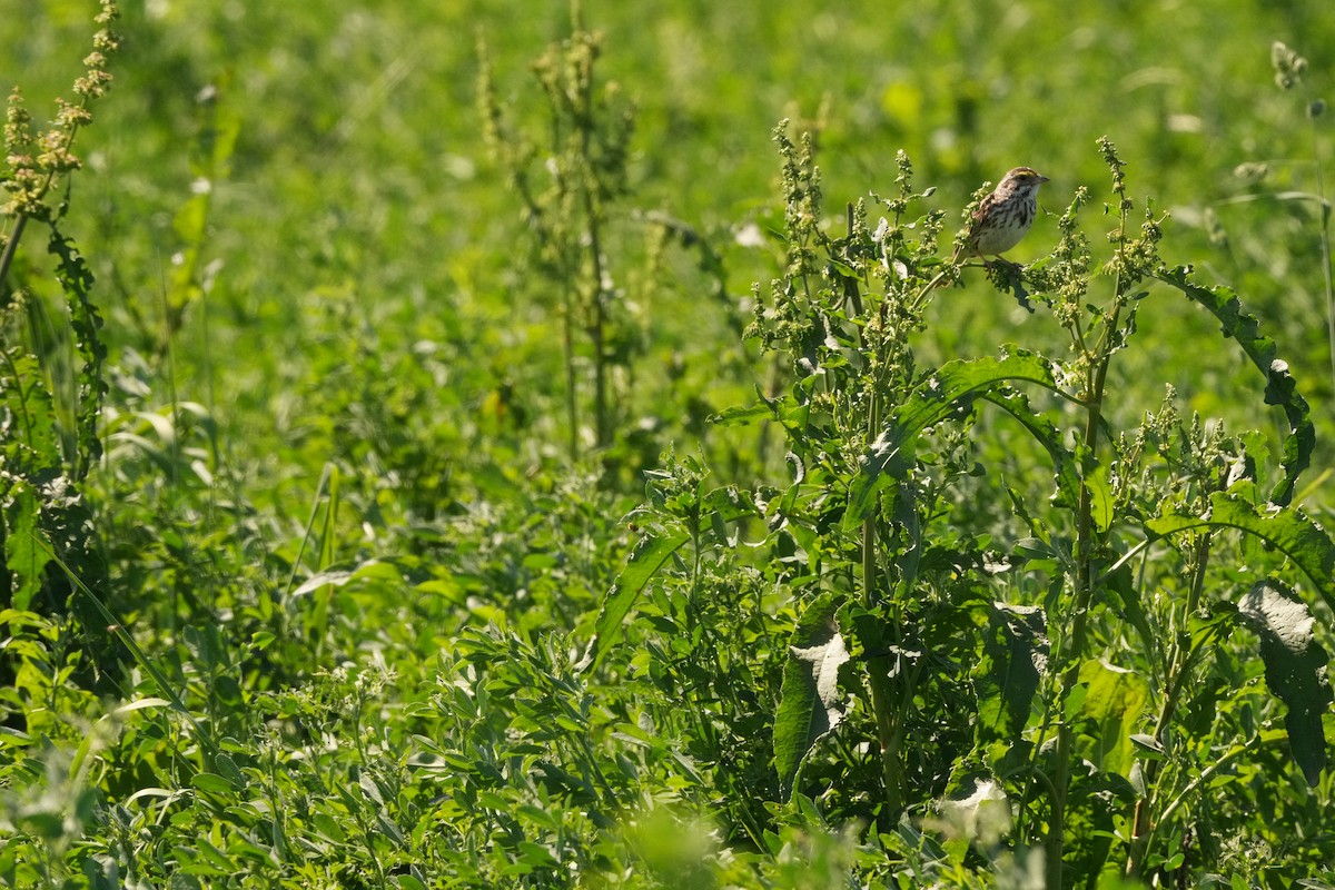 Savannah Sparrow (Savannah) - M Kelly