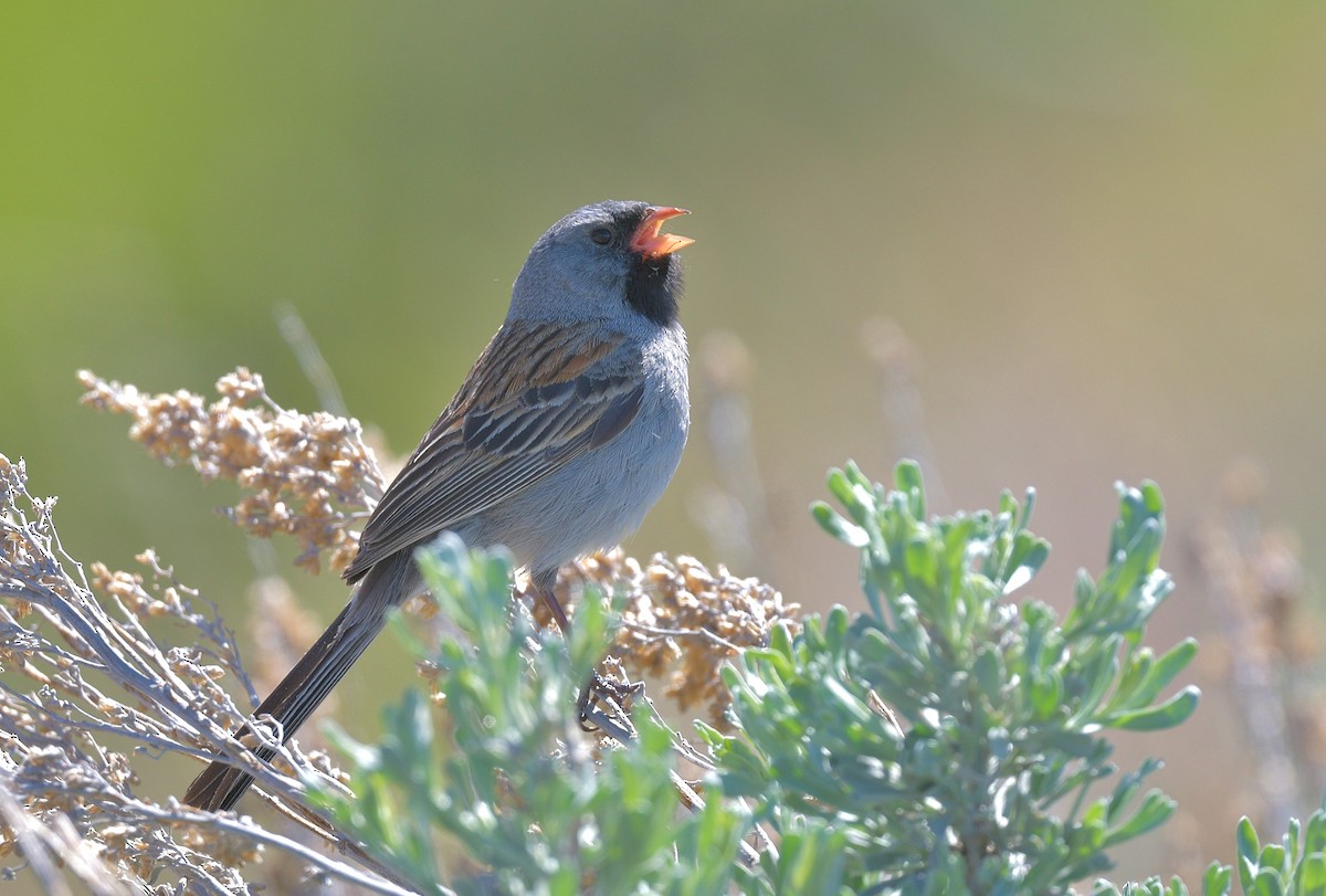 Black-chinned Sparrow - Gary Charlton