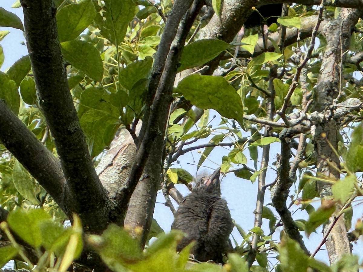 Common Grackle - ML619545048