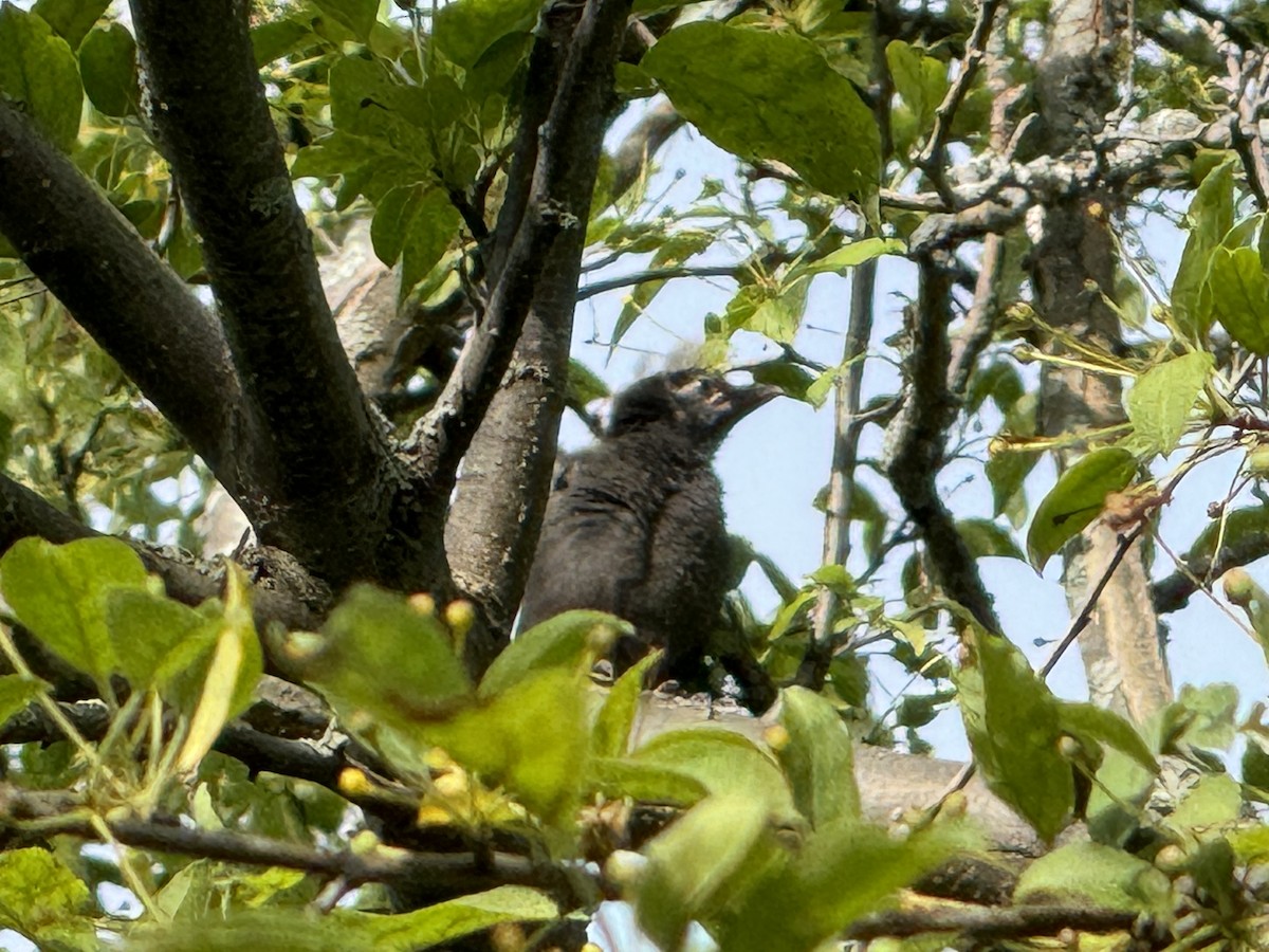 Common Grackle - ML619545049