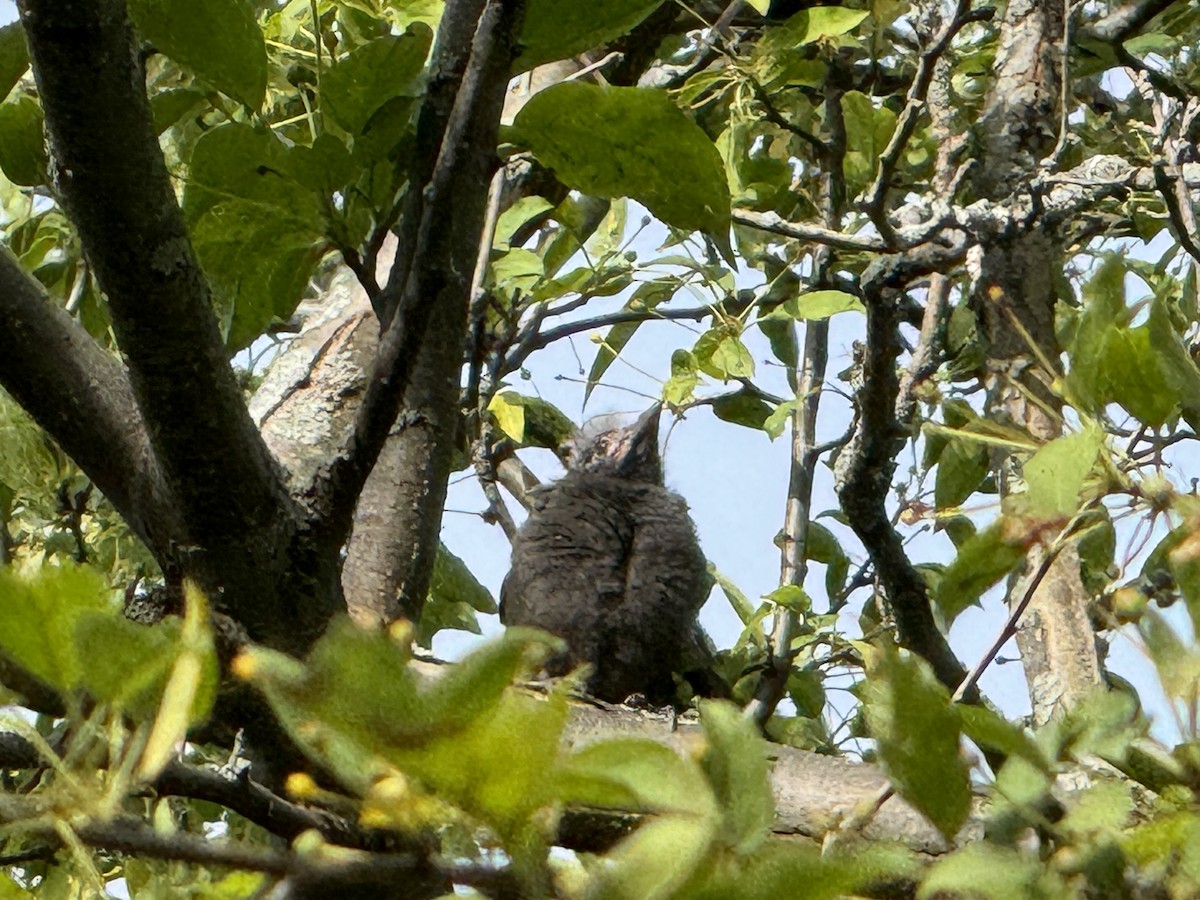 Common Grackle - ML619545050