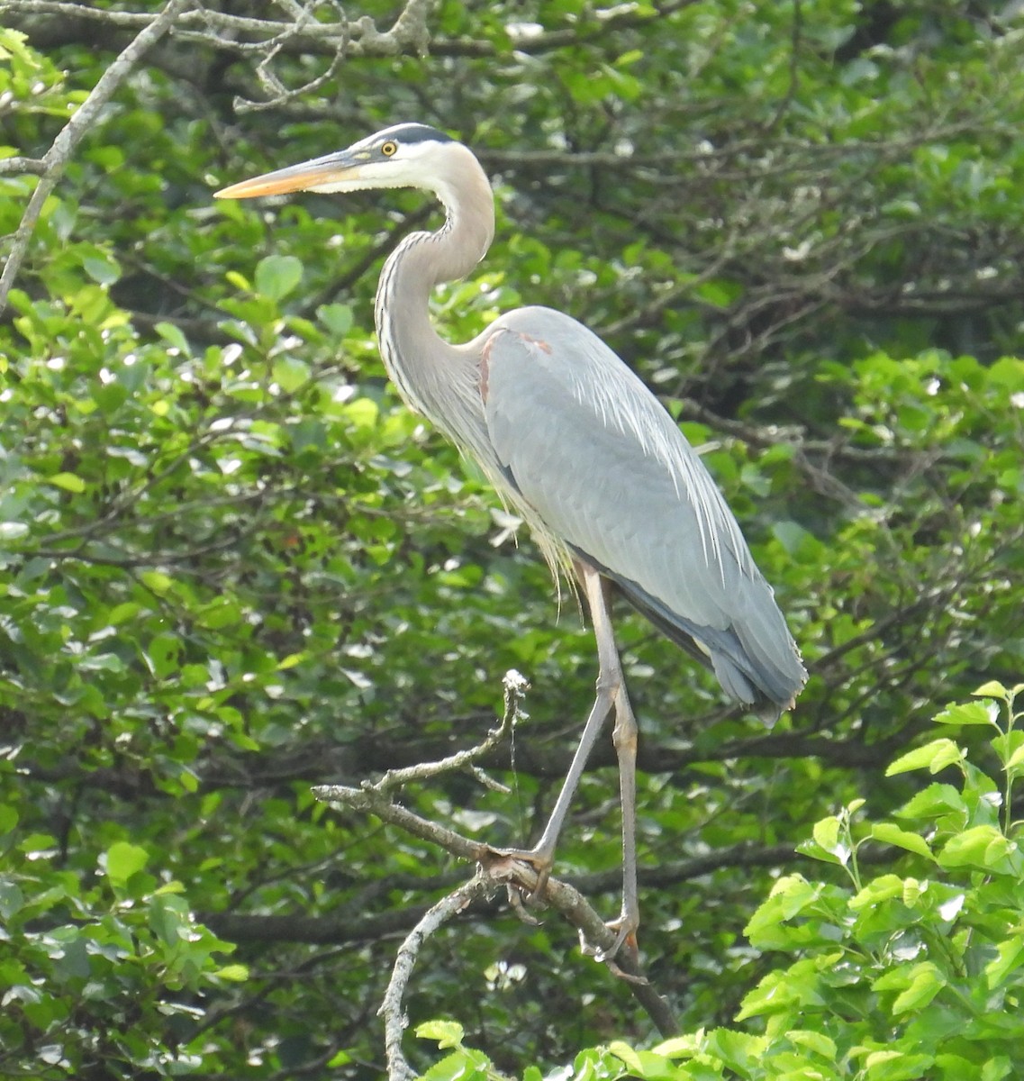 Great Blue Heron - ML619545052