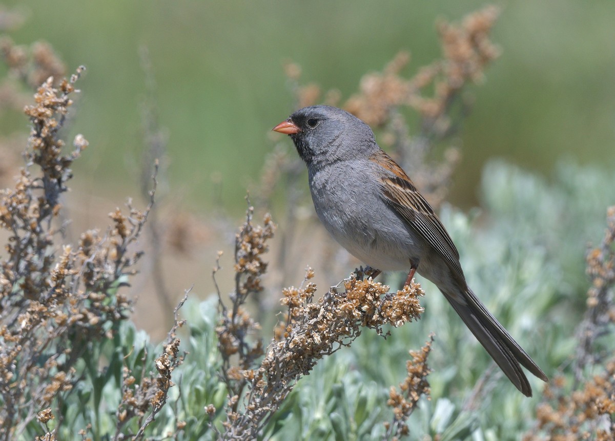 Black-chinned Sparrow - Gary Charlton