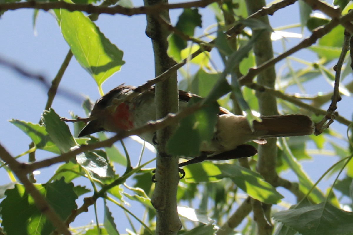 Rose-throated Becard - Andrew Core