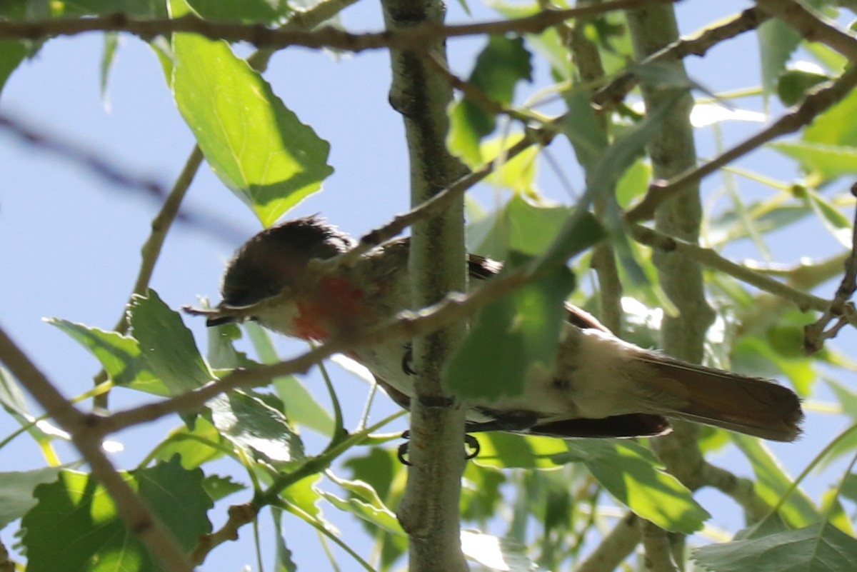 Rose-throated Becard - Andrew Core