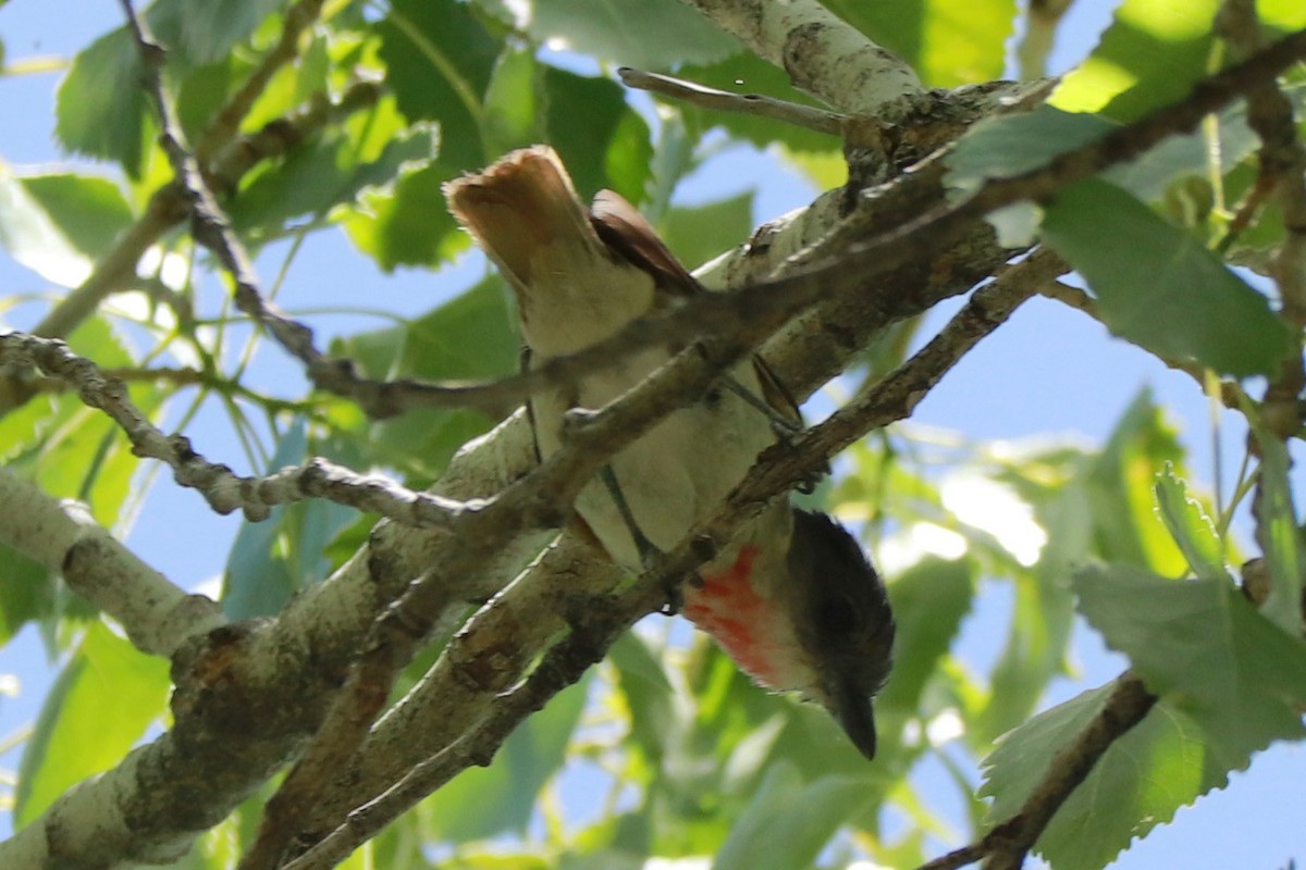 Rose-throated Becard - Andrew Core