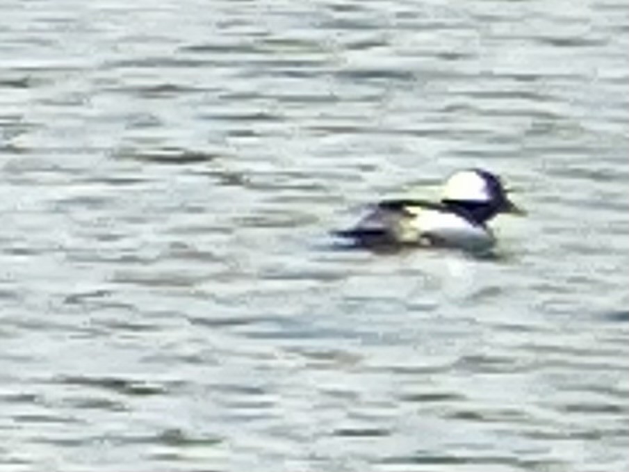 Bufflehead - David Harrison