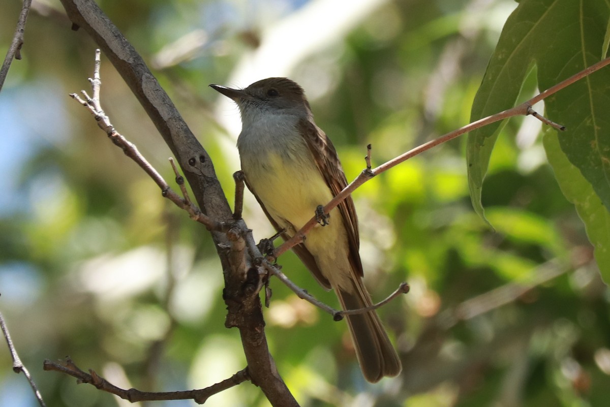 Dusky-capped Flycatcher - Andrew Core