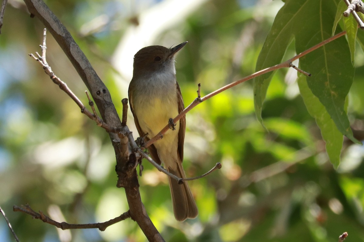 Dusky-capped Flycatcher - Andrew Core