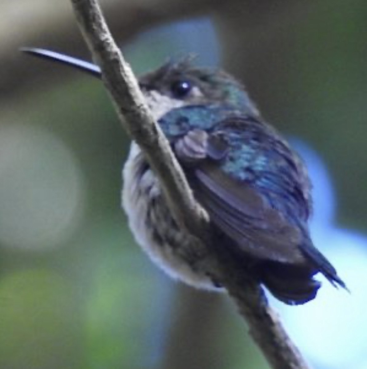 Violet-capped Woodnymph - Leonardo Bordin