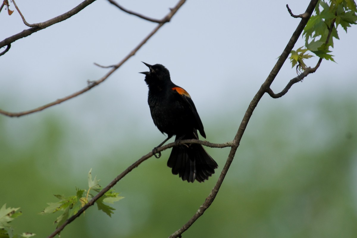 Red-winged Blackbird - C.H. Wood