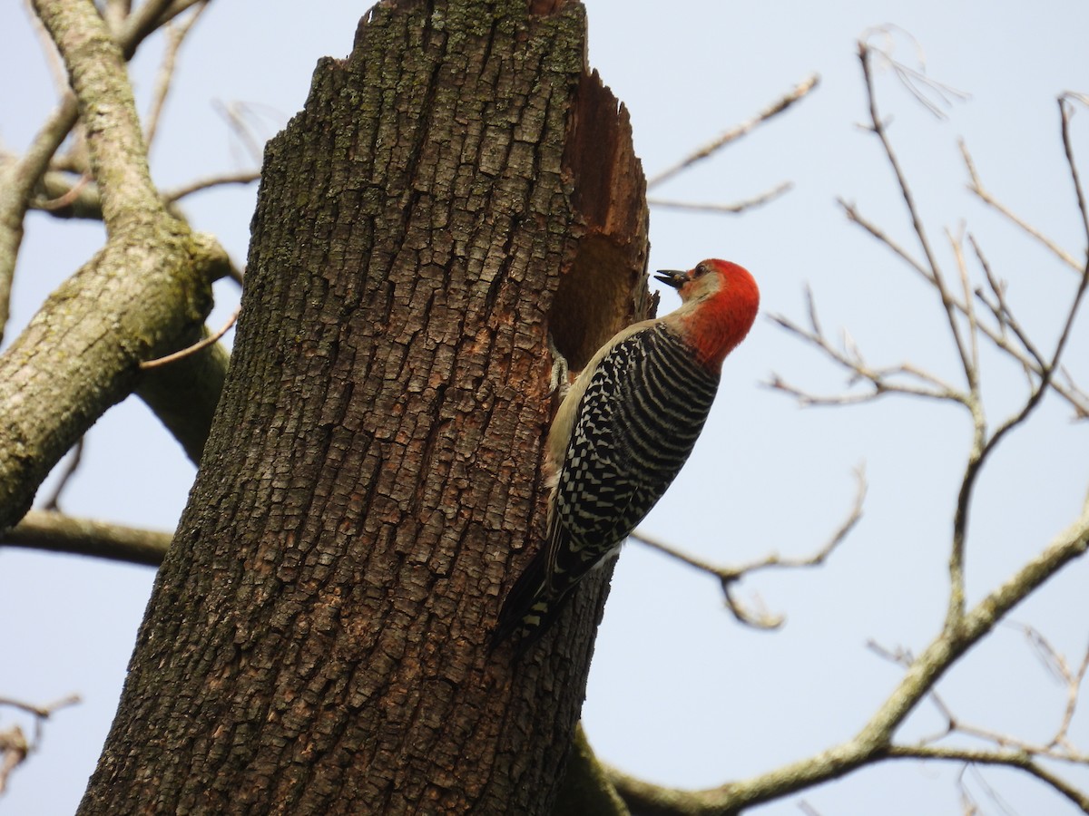 Red-bellied Woodpecker - Scott Weaver