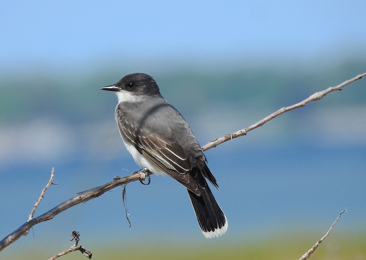 Eastern Kingbird - Alexa Veenema