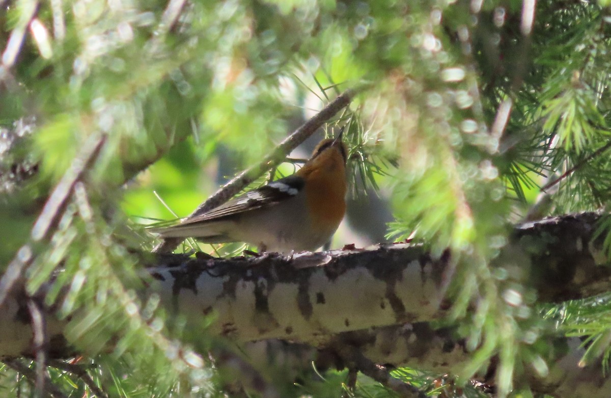 Olive Warbler - Joe Weiss