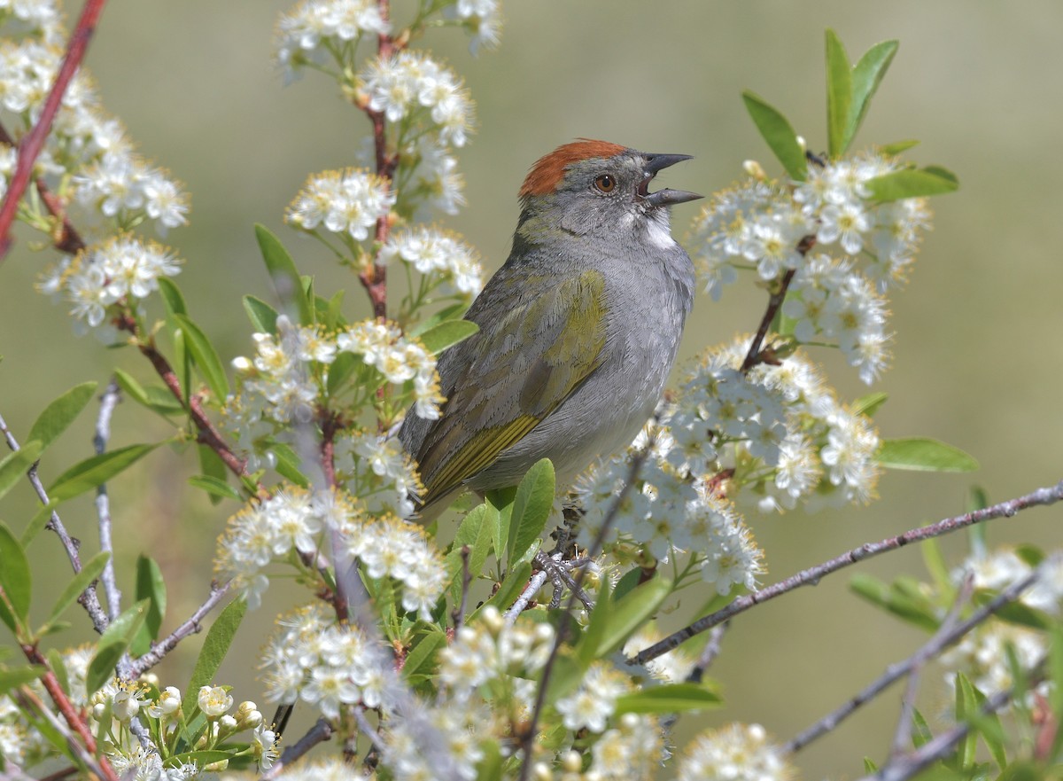 Green-tailed Towhee - Gary Charlton