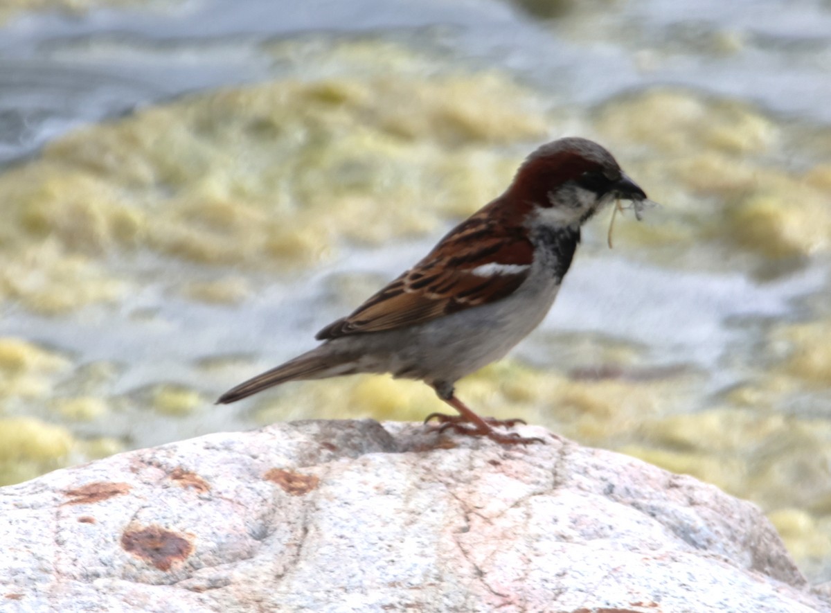 House Sparrow - ML619545093