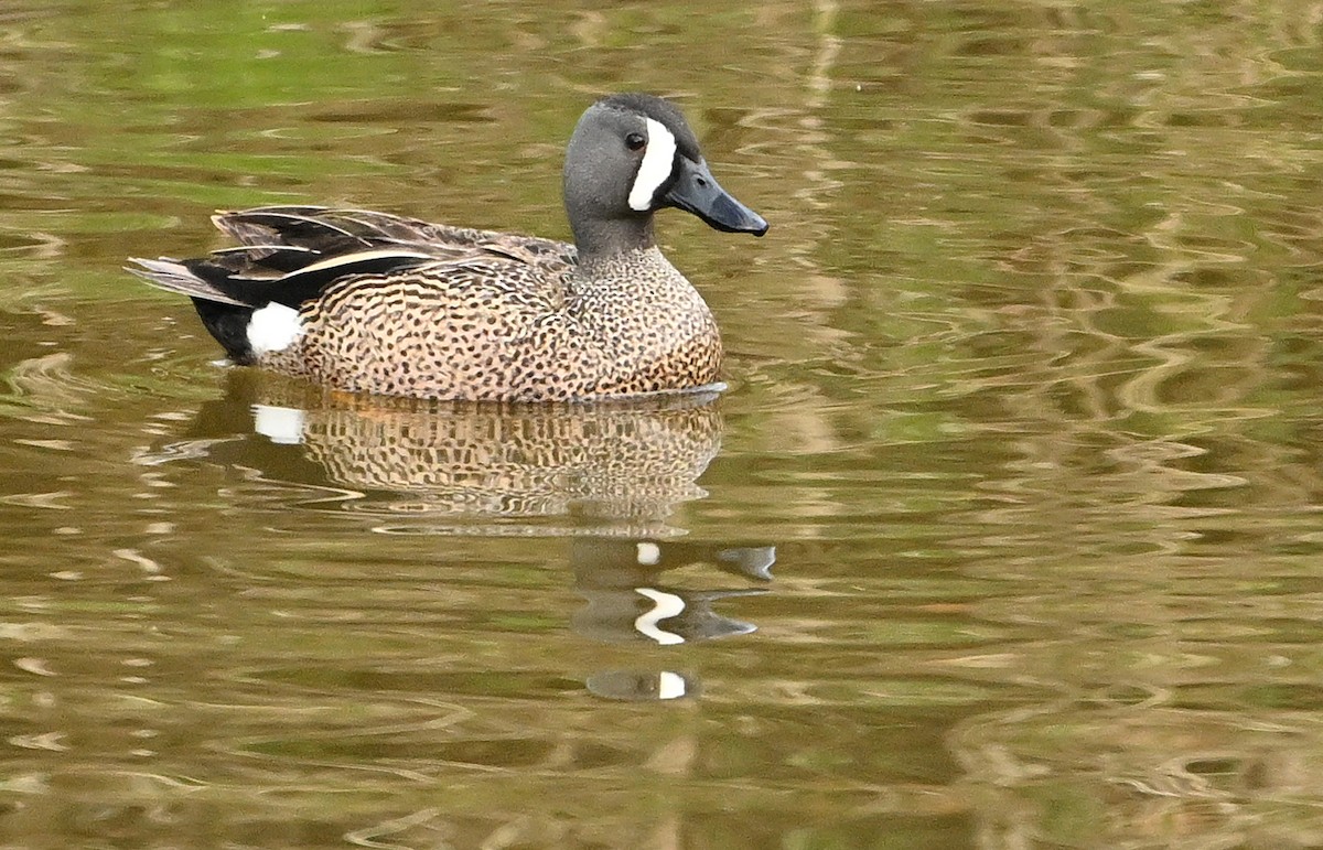 Blue-winged Teal - Wayne Oakes