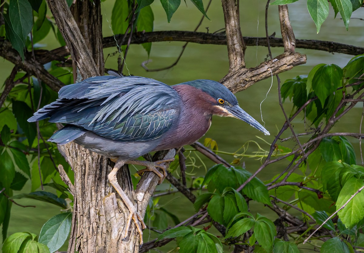 Green Heron - Paul  Bueren