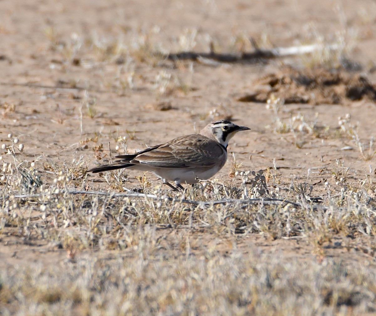 Horned Lark - Glenn Wyatt