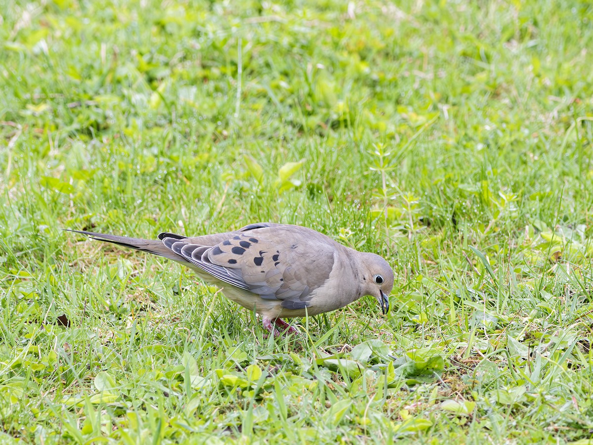 Mourning Dove - Albert Picard