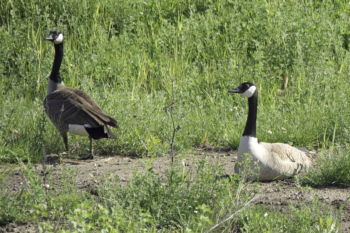 Canada Goose - Jim Tonkinson