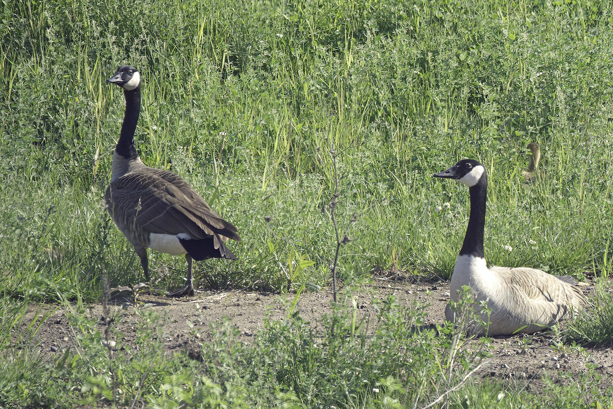 Canada Goose - Jim Tonkinson