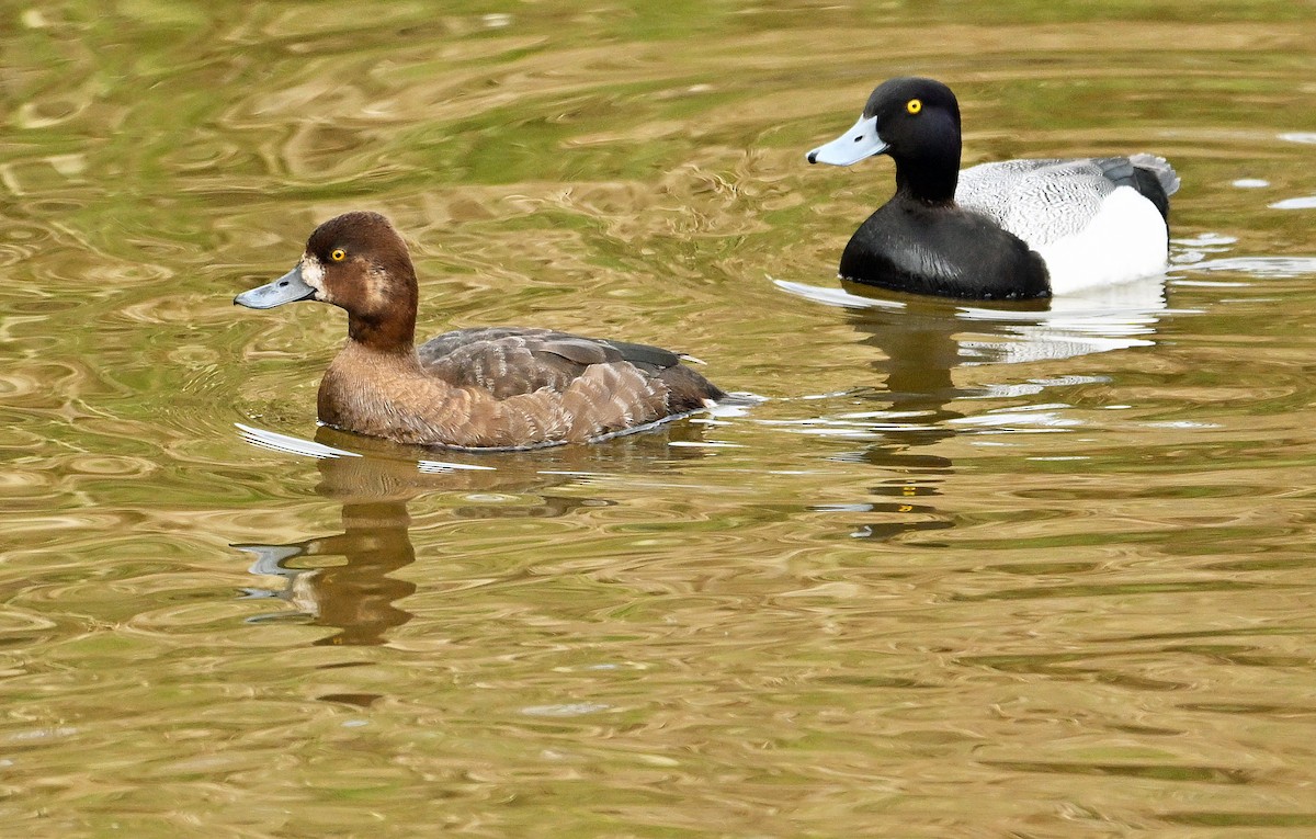 Lesser Scaup - Wayne Oakes