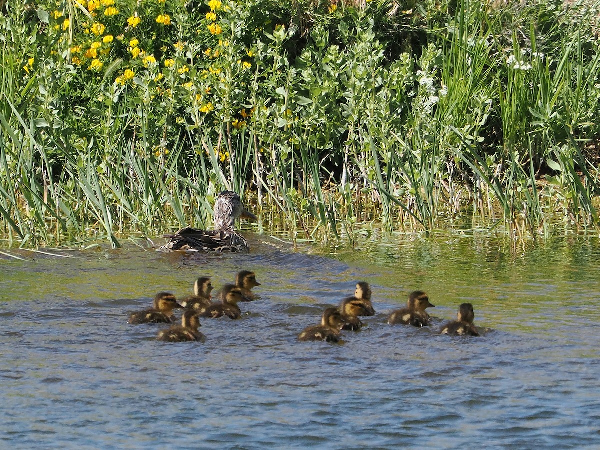 Mallard - Jack Wickel