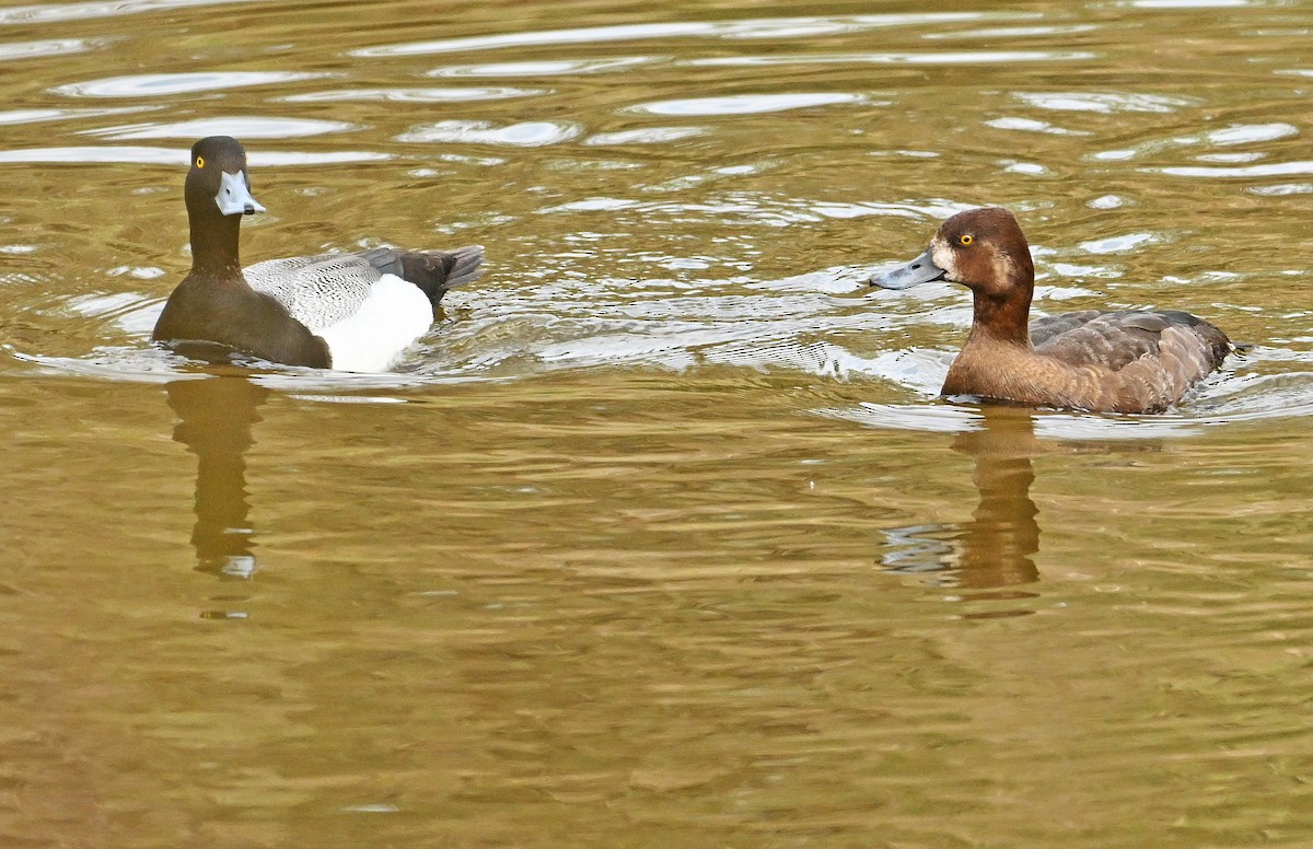 Lesser Scaup - Wayne Oakes