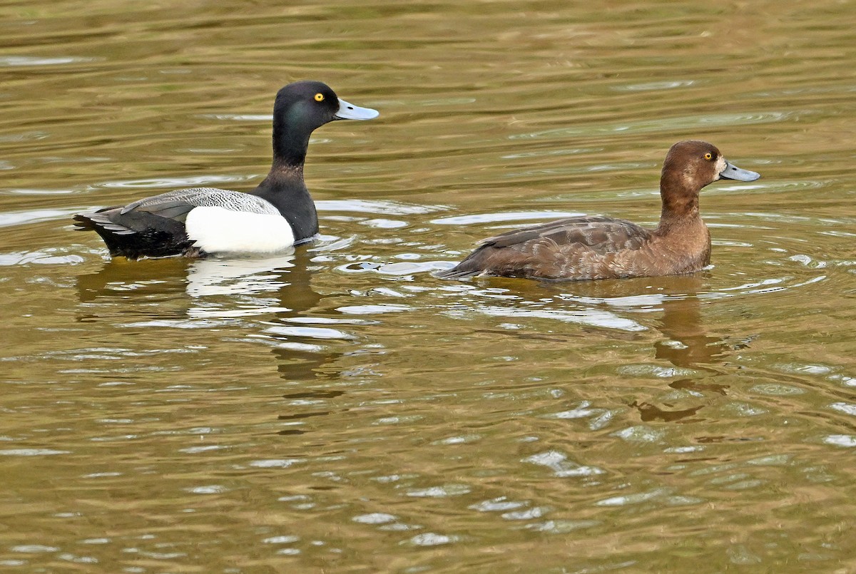 Lesser Scaup - Wayne Oakes